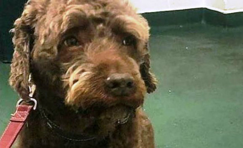 Perro se come casi 4 mil pesos que le enviaron a sus dueños