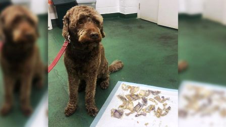 Perro se come casi 4 mil pesos que le enviaron a sus dueños
