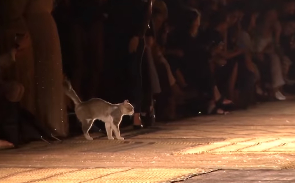 Gato se mete a desfile de modas y orina a una asistente