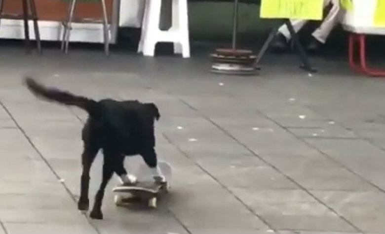Perrito en patineta tira puesto de bebidas [VIDEO]