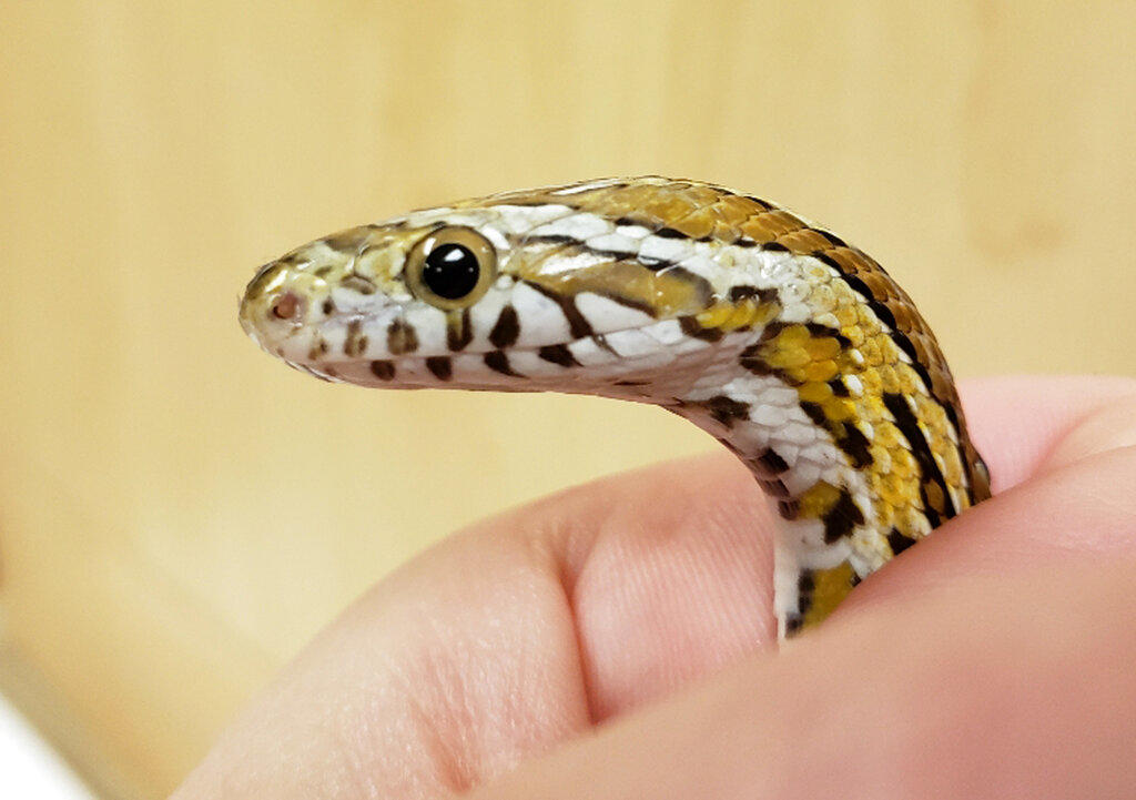 Telediario Media Mujer encuentra serpiente dentro de lavadora