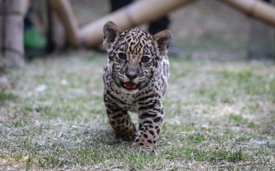 Presentan cachorra de jaguar en zoológico de Tlaxcala