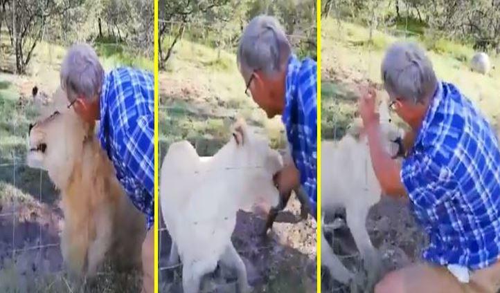 Leona lo muerde por acercarse demasiado [VIDEO]
