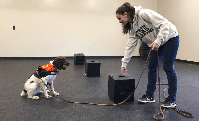 Licenciatura para entrenar perros: ahora puedes estudiarla y conseguir tu título