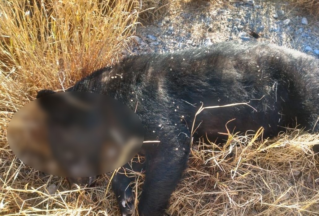 Oso muere atropellado al intentar cruzar la carretera a Colombia