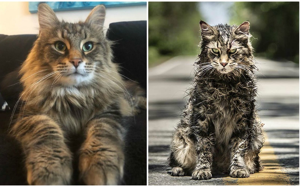 Murió el gato que participó en la cinta 'Cementerio maldito'