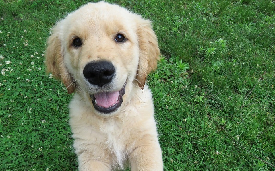 10 alimentos que tu perrito no debe comer
