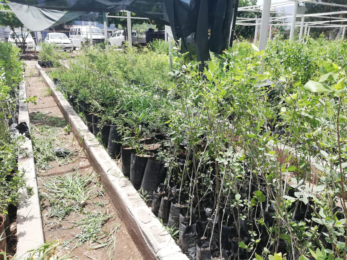 Dirección de Medio Ambiente en Torreón realizará campañas de reforestación en la ciudad