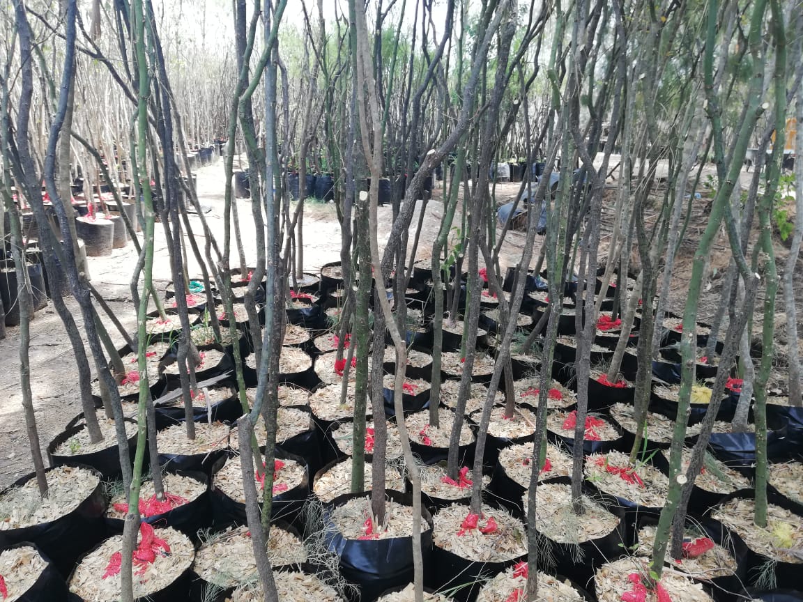 Dirección de Medio Ambiente en Torreón realizará campañas de reforestación en la ciudad