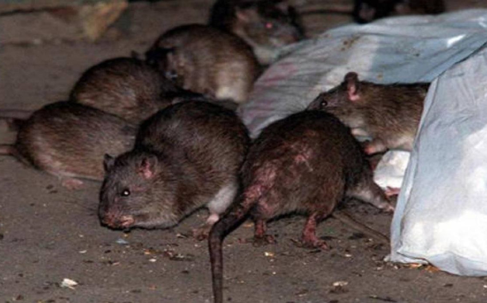 Plaga de ratas en Nueva York, el enemigo que nadie puede controlar