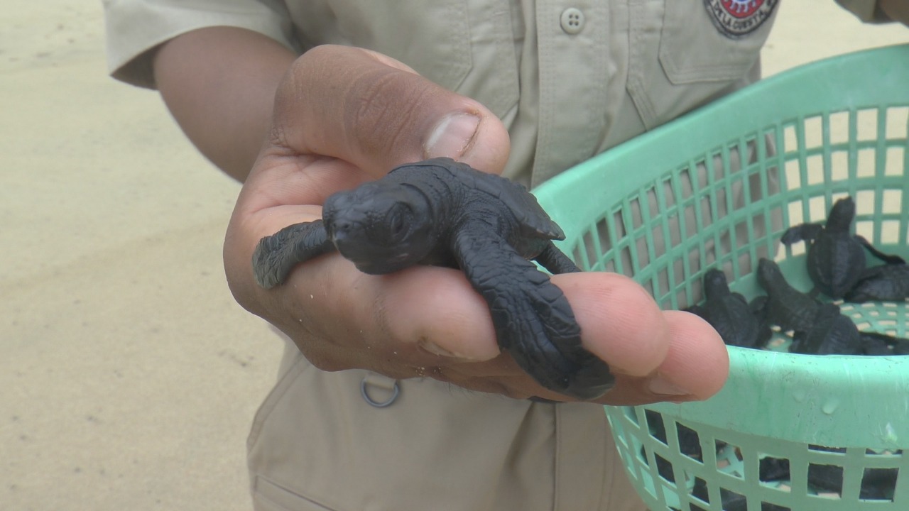 Extinción de la tortuga marina es combatida por el Ejército