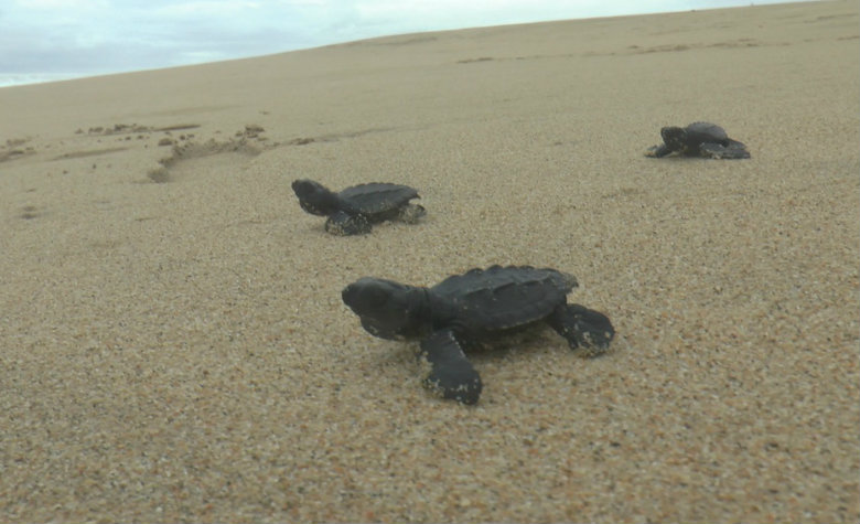 Extinción de la tortuga marina es combatida por el Ejército