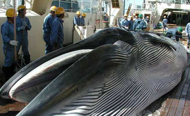 Japón volverá a cazar ballenas legalmente en julio