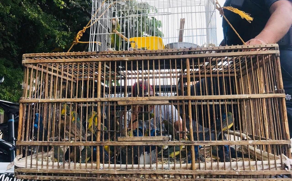 Detienen a vendedor de aves en peligro de extinción