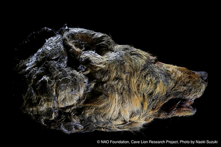 Hallan cabeza de lobo de más de 40 mil años en Siberia [FOTOS]