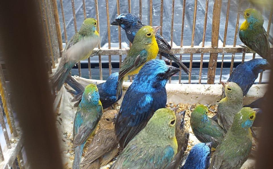Detienen a vendedor de aves en peligro de extinción
