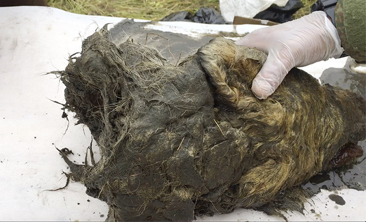 Hallan cabeza de lobo de más de 40 mil años en Siberia [FOTOS]