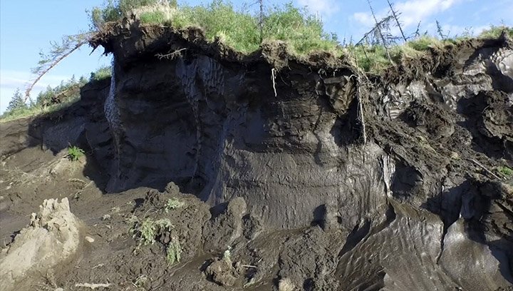 Hallan cabeza de lobo de más de 40 mil años en Siberia [FOTOS]