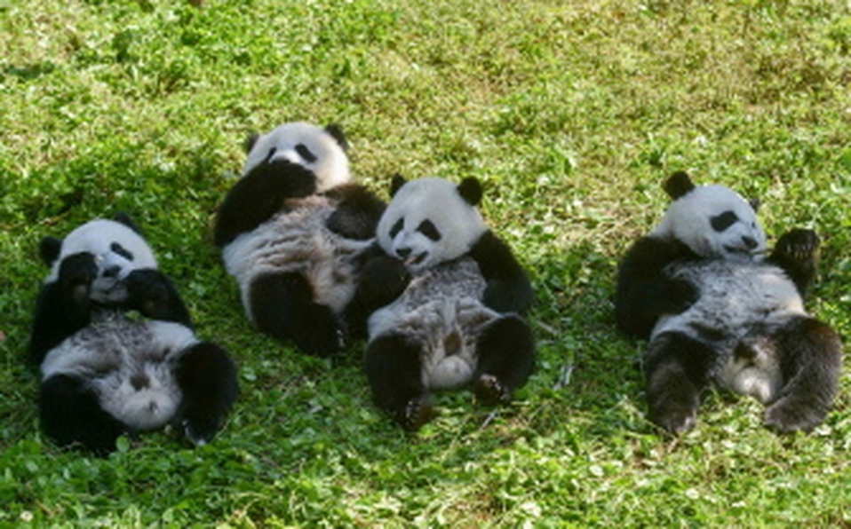 Nacen pandas gemelos, una promesa para la supervivencia de la especie