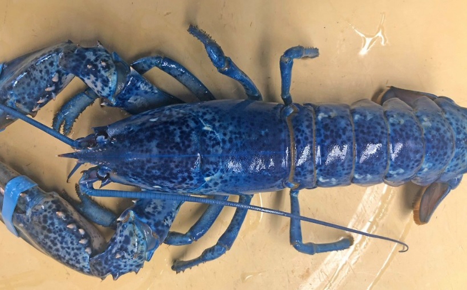Un chef 'salva' a una extraña langosta azul de ser cocinada