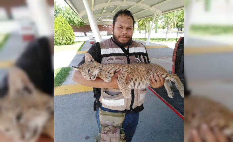 Lince es capturado por 'Rescate de Fauna' en plantel educativo [VIDEO]