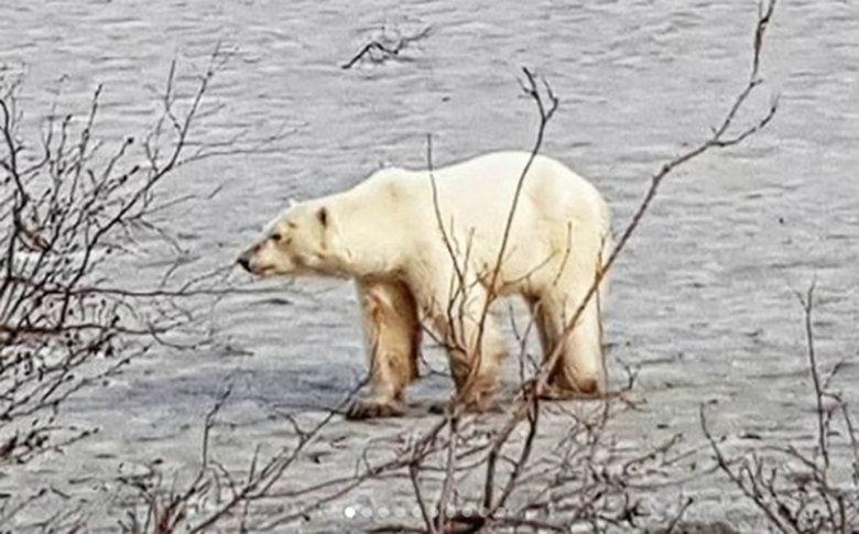 Oso polar busca comida en ciudad de Rusia lejos de su hábitat