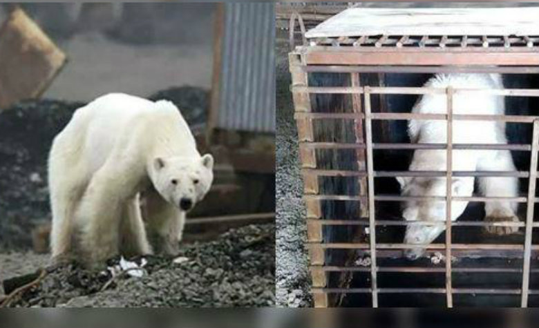 Oso polar que buscaba comida en la ciudad ya fue capturado