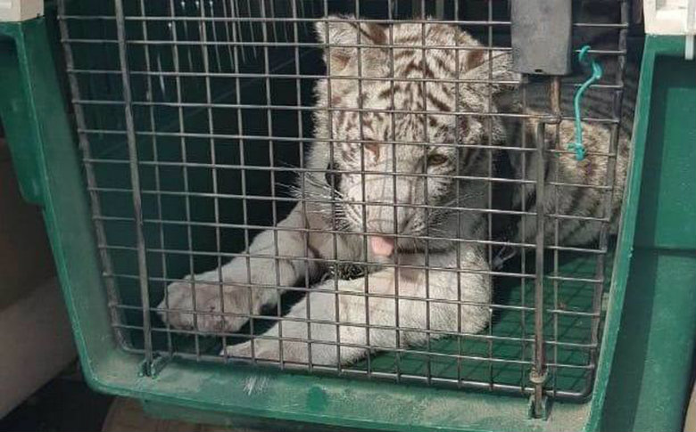 Decomisan cachorro de tigre blanco tras cateo en Veracruz