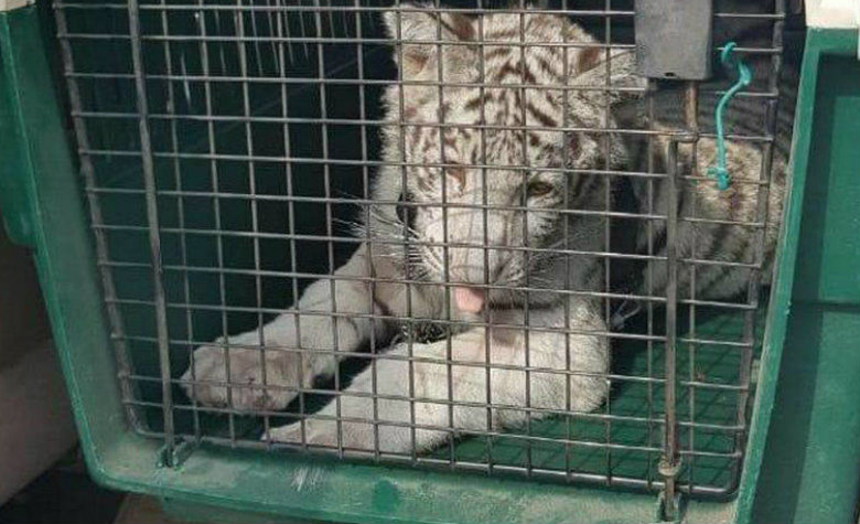 Cachorro de tigre blanco es decomisado en un cateo