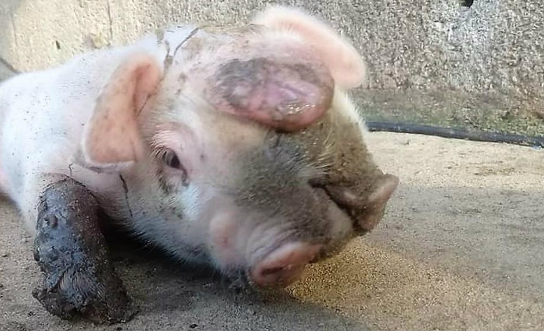 Nace cerdito de dos cabezas en México