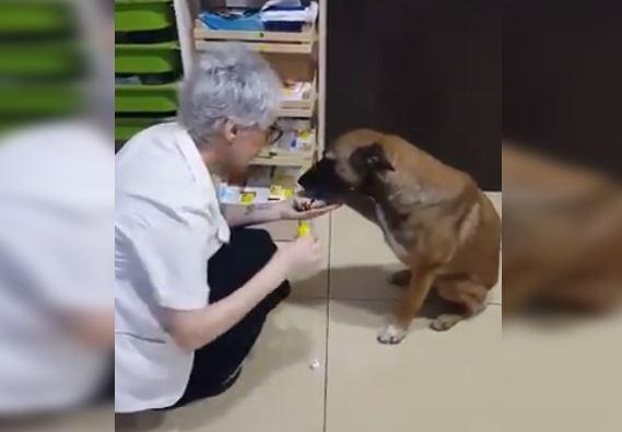 Perrito espera fuera de farmacia por ayuda: iba herido de una patita [VIDEO]
