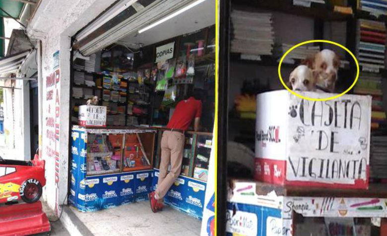 Perritos vigilan papelería desde su caseta de vigilancia [FOTOS]