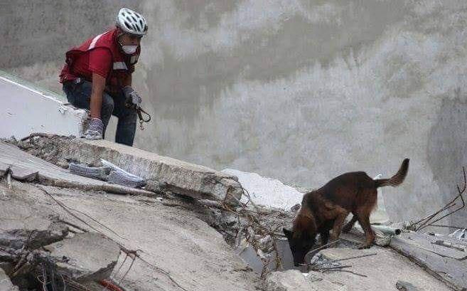 Chichí, perrito rescatista del 19-S, está enfermo y necesita de tu ayuda