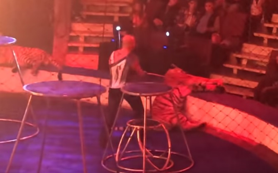 Tigre se convulsiona en show de circo y le arrojan agua [VIDEO]
