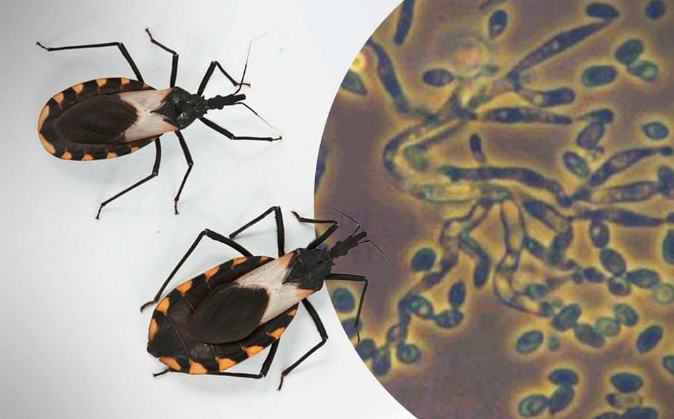 Investigadores de la UNAM crean biofungicida contra insecto mortal