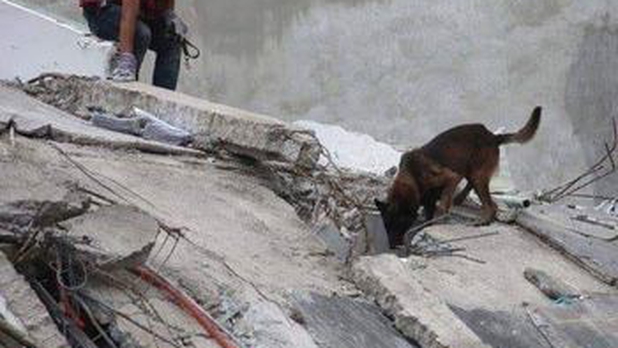 Chichí, perrito rescatista del 19-S, mejora tras operación