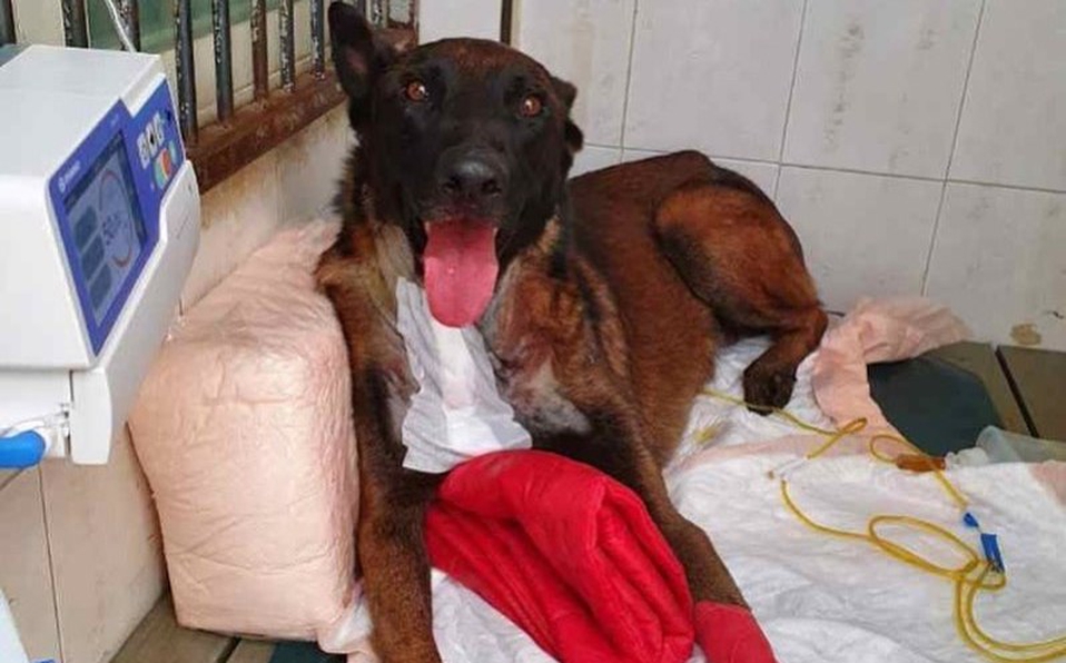 Chichí, perrito rescatista del 19-S, mejora tras operación