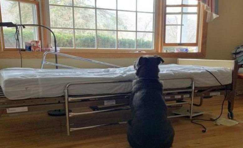 Perrito sigue esperando a su dueño sin saber que ha fallecido [FOTO]