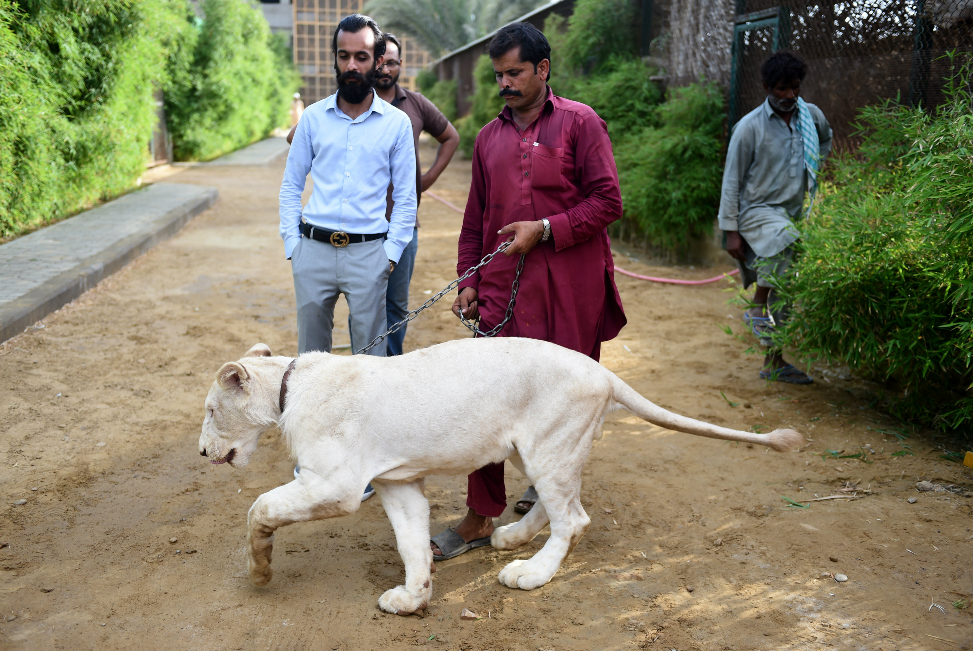 Leones, las mascotas favoritas de los ricos en Pakistán