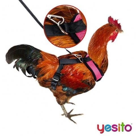 ¡Por fin podrás pasear a tu gallina con este nuevo y recién inventado arnés! [FOTOS]