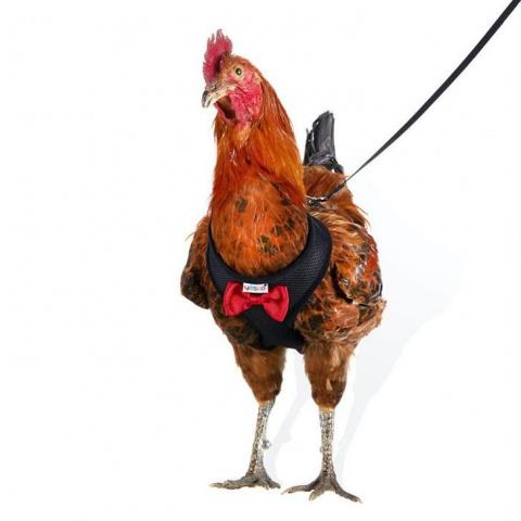 ¡Por fin podrás pasear a tu gallina con este nuevo y recién inventado arnés! [FOTOS]