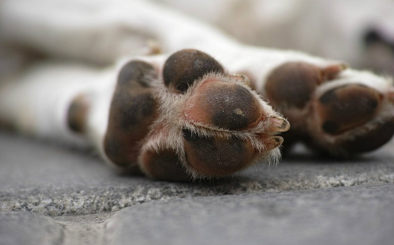 Por bajas temperaturas, perro muere y queda cubierto de escarcha