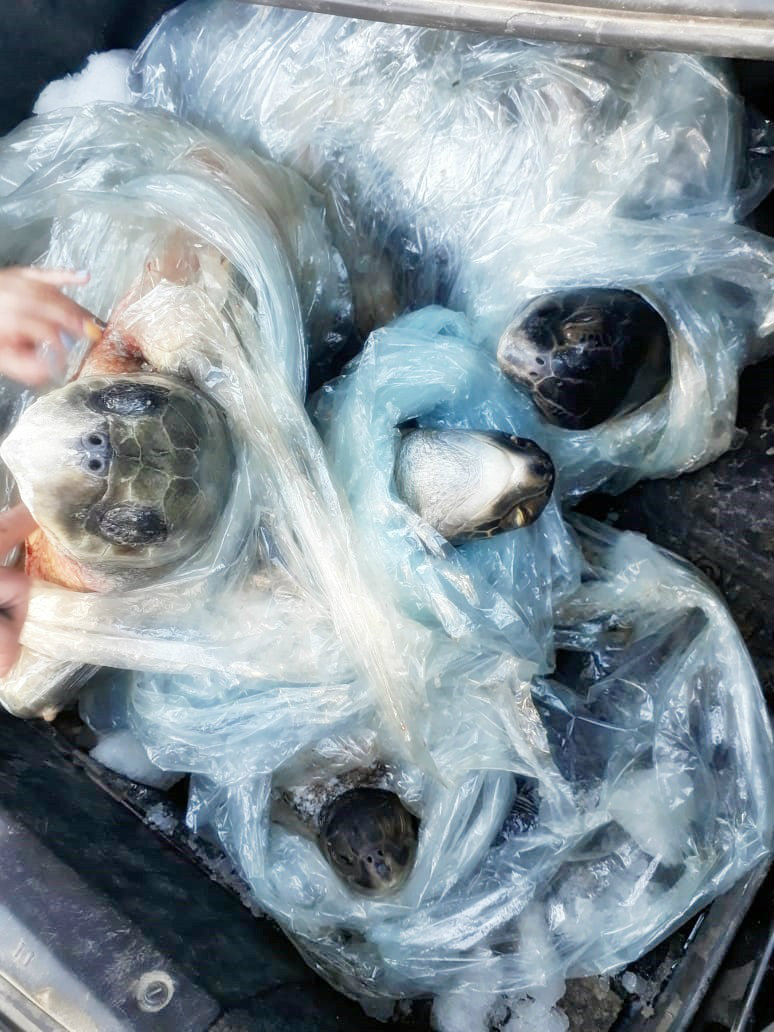 Hallan a tortugas en plástico, con hielo y en una cajuela