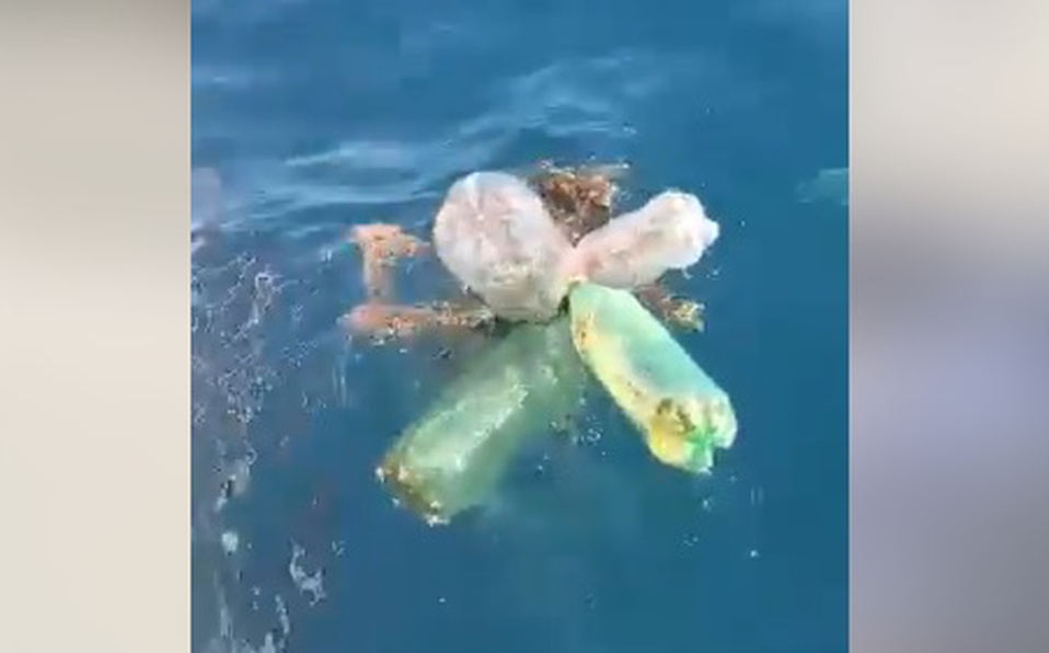 Tortuga pierde aleta por basura en el mar [VIDEO] 
