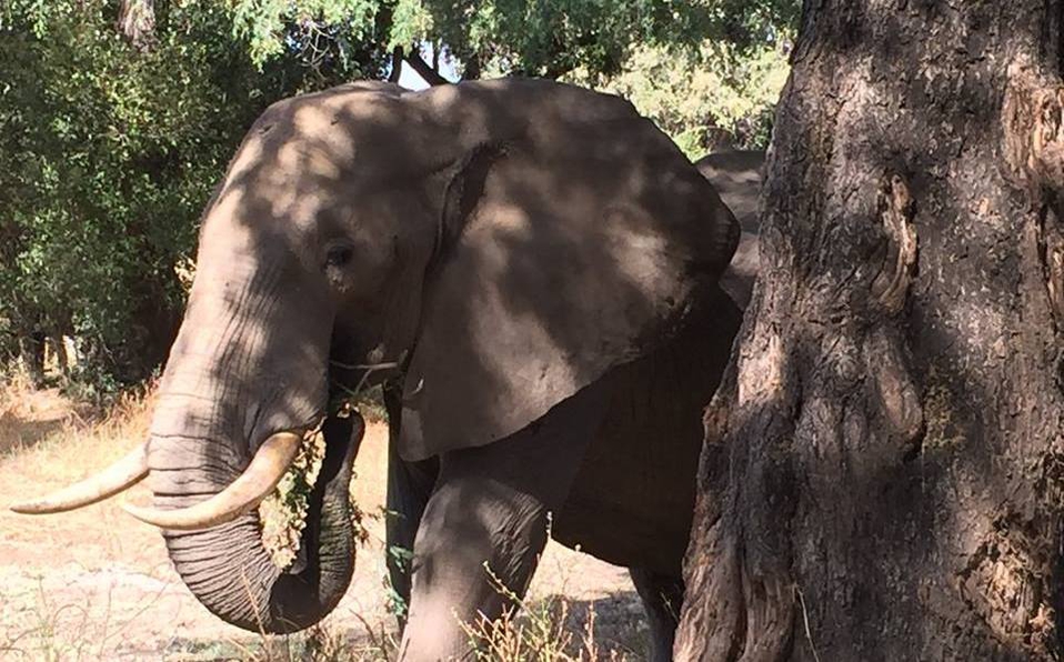 Elefante sobrevive a balazo en la cabeza y busca ayuda de veterinarios