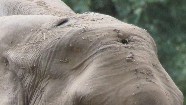 Elefante sobrevive a balazo en la cabeza y busca ayuda de veterinarios