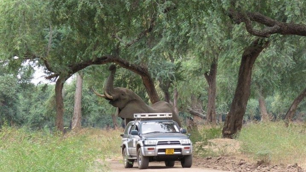 Elefante sobrevive a balazo en la cabeza y busca ayuda de veterinarios