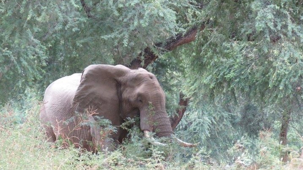 Elefante sobrevive a balazo en la cabeza y busca ayuda de veterinarios