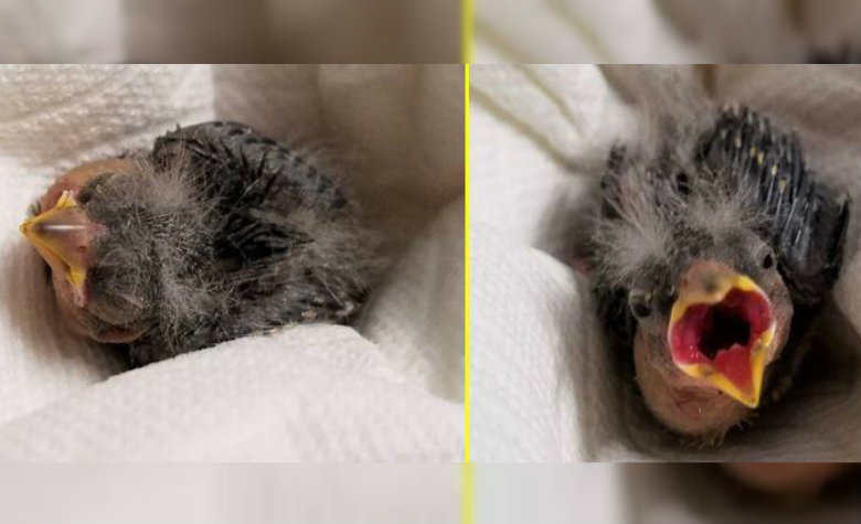 Pájarito bebé es rescatado y enviado en Uber al veterinario por joven alcoholizado [FOTOS]