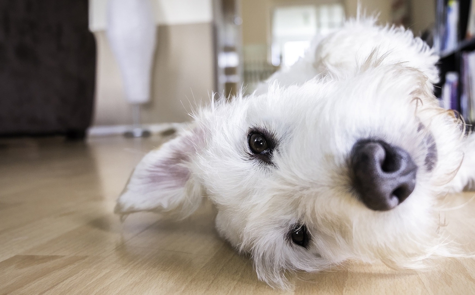 Estas apps te ayudarán a cuidar a tu mascota mientras sales de vacaciones